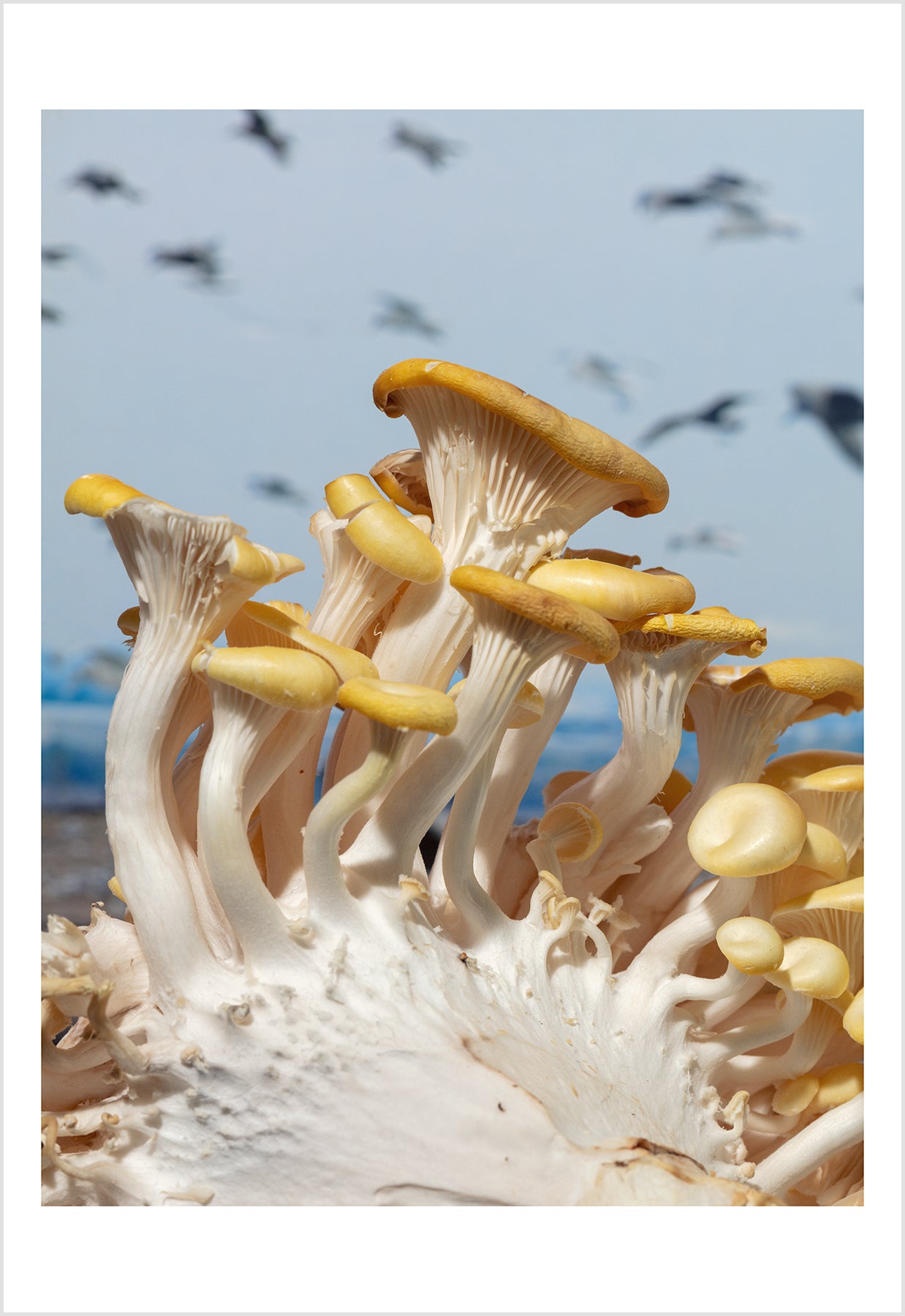 David Brandon Geeting