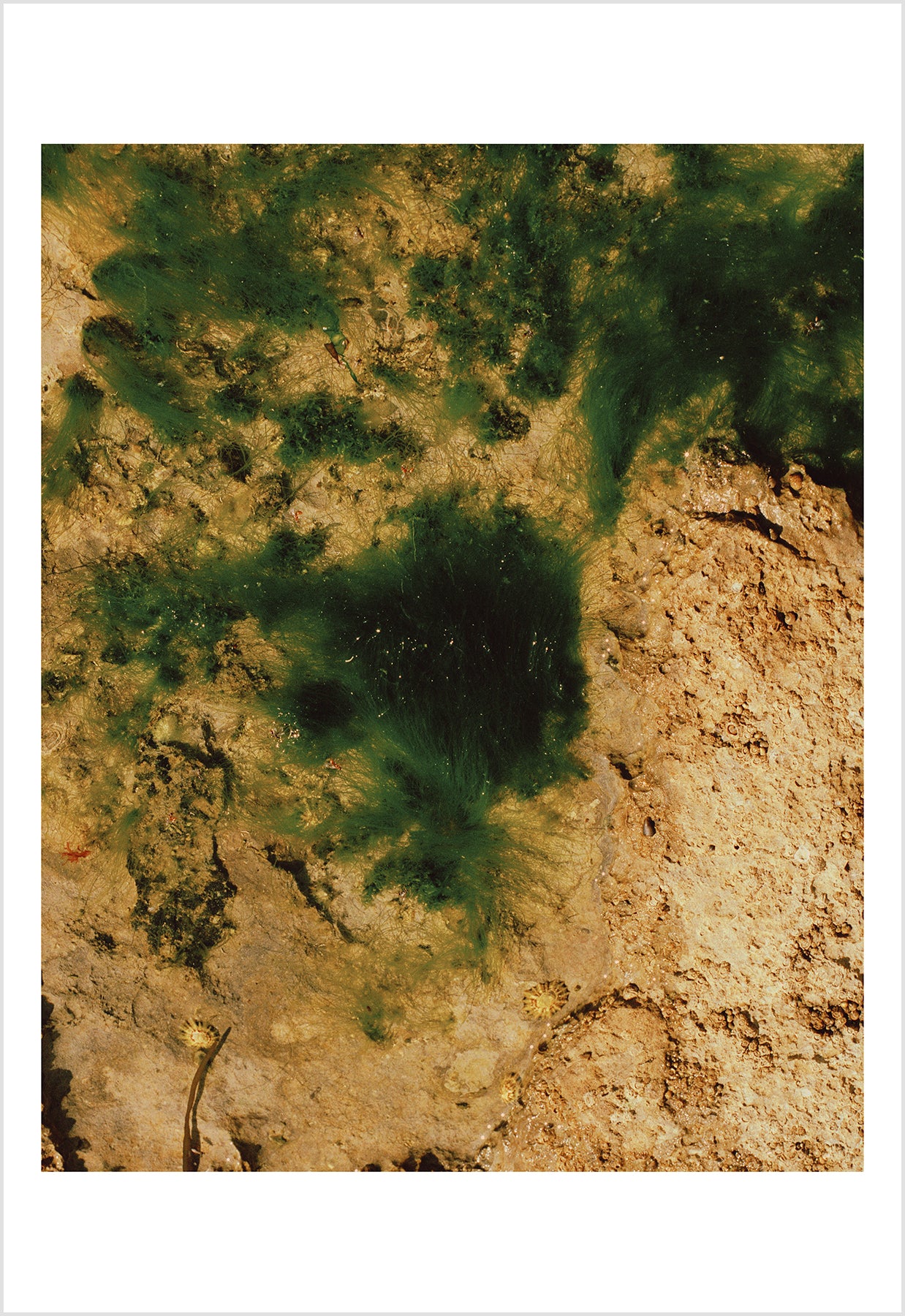 Elizabeth Gabrielle Lee