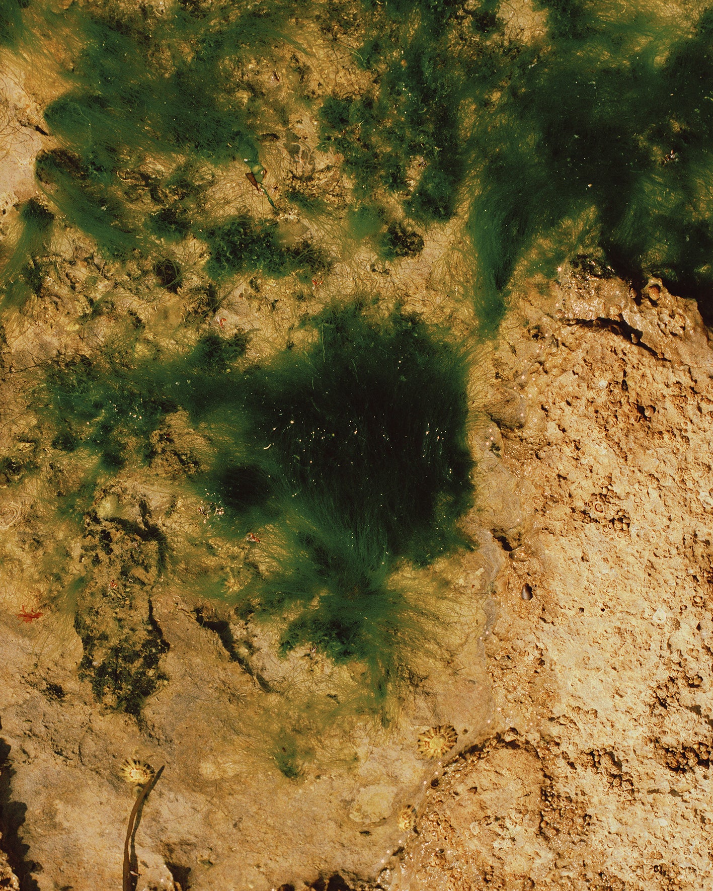 Elizabeth Gabrielle Lee